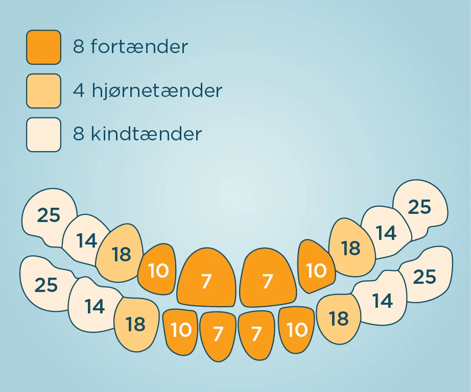 Hvor mange tænder har man