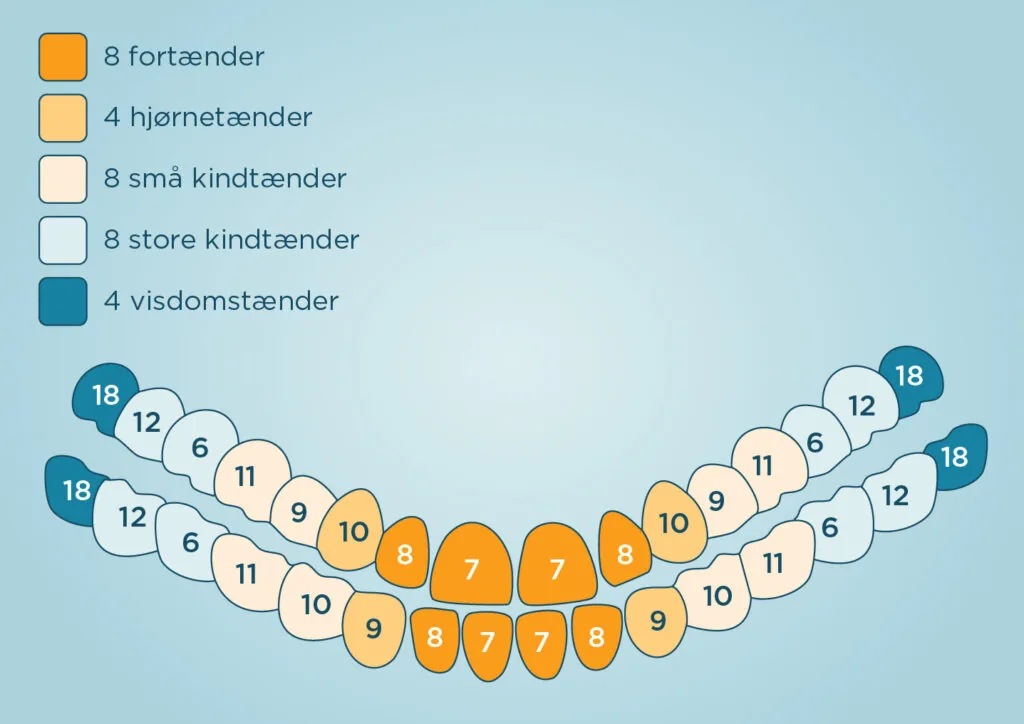 Hvor mange tænder har man